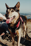 Everyday Adjustable Dog Harness