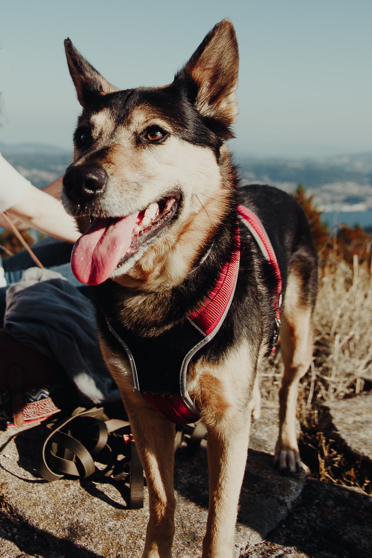 Everyday Adjustable Dog Harness